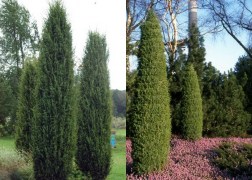 Juniperus communis Hibernica / Oszlopos boróka